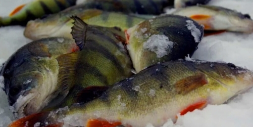 primanki-na-okunya-kogda-motyl-ne-rabotaet