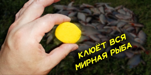 testo-dlya-rybalki-na-lyubuyu-mirnuyu-rybu