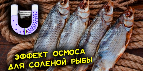 effekt-osmosa-idealnyj-variant-vymachivaniya-solyonoj-ryby