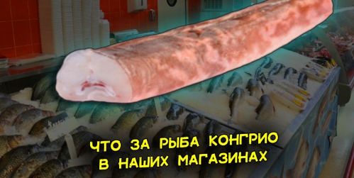 kongrio-ili-krevetochnaya-ryba