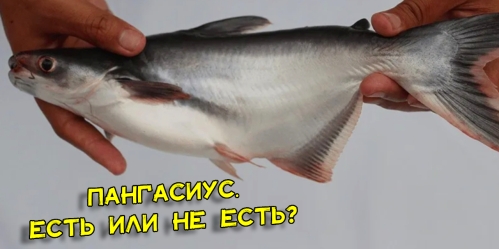 pangasius