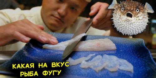 ryba-fugu