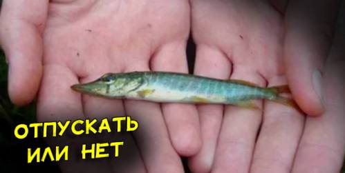 krupnuyu-ili-melkuyu-shhuku-nado-otpuskat