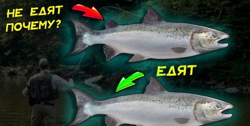 pochemu-v-amerike-ne-edyat-lososya