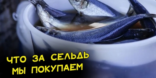 seld-atlanticheskaya-i-tihookeanskaya